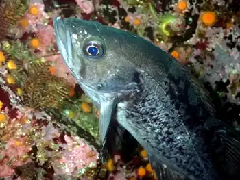 Black Rockfish