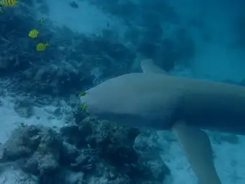 Nurse Shark