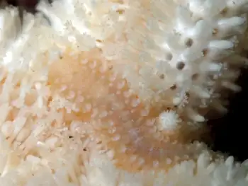 red banded commensal scale worm