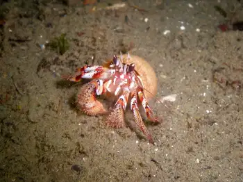 Blackeyed Hermit Crab