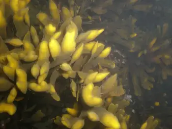Rockweed