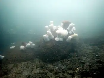 Metridium Anemones