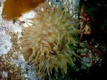 Painted Anemone
