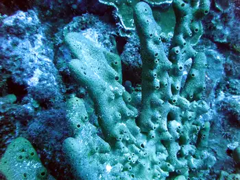 Sponge