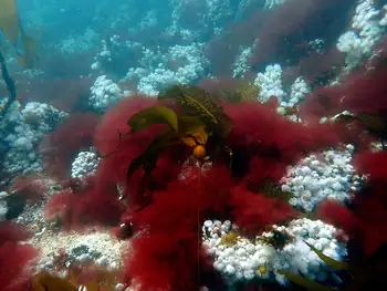 Bull Kelp