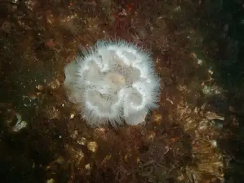 Short Plumose Anemone