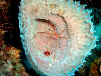 Arrow Crab