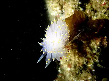 Bicolor Nudibranch