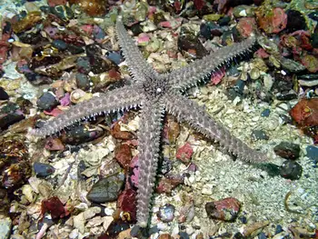 Velcro Star