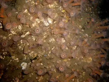 Orange Zoanthids