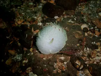Nanaimo Nudibranch