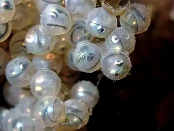 Eggs Fish