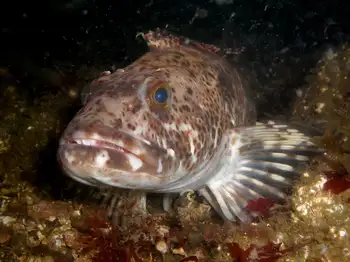 Lingcod