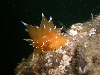 Golden Dirona Nudibranch