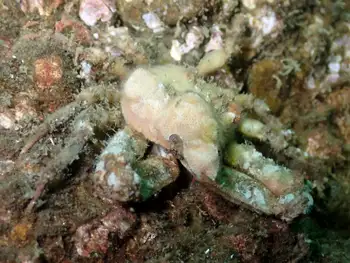 Sharp Nosed Crab