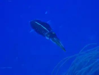 Caribbean Reef Squid