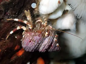 Greenmark Hermit Crab