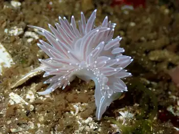 Red Flabellina Nudibranch