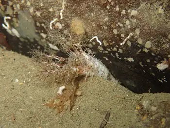 Salt Pepper Sea Cucumber