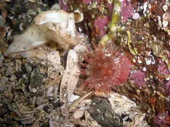 Anemone