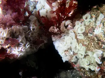 eggs barnacle eating nudibranch