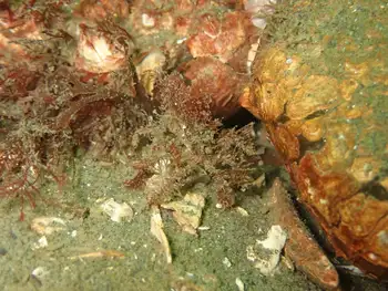 Graceful Decorator Crab