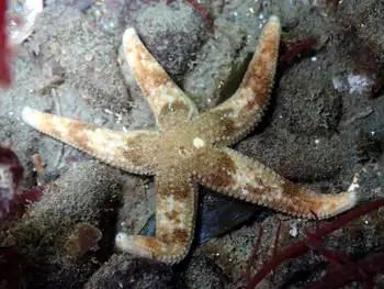Mottled Star