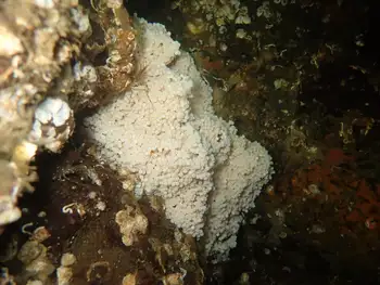 Eggs Lingcod