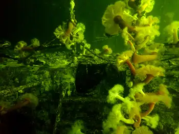 Ship Wreck