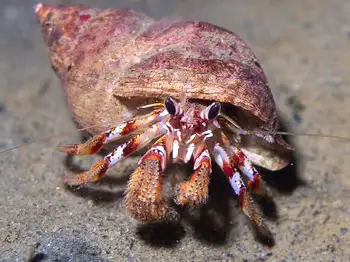 Blackeyed Hermit Crab