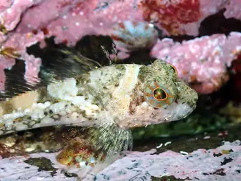 Scalyhead Sculpin