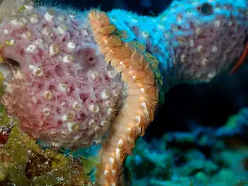 Bearded Fire Worm