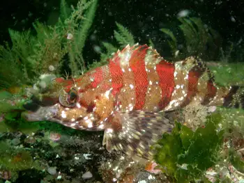 Painted Greenling