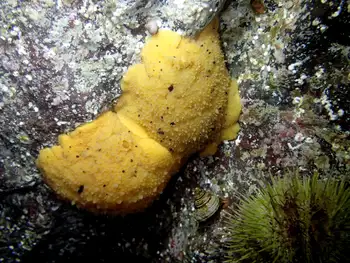Monterey Sea Lemons