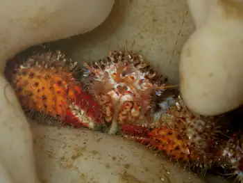 Spiny Lithoid Crab