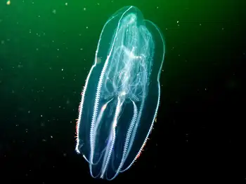 Comb Jelly