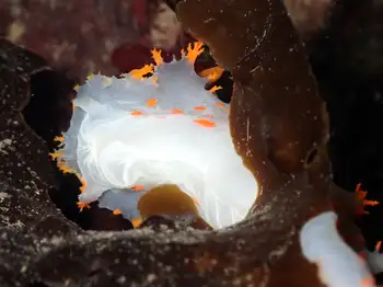 Bold Clown Nudibranch