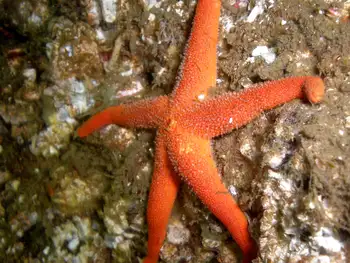 Blood Star