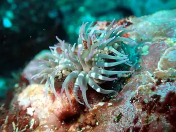 Anemone