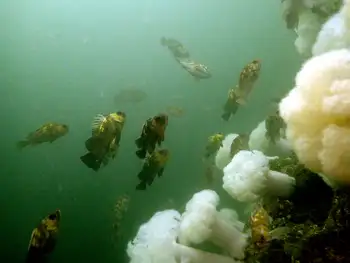 Rockfish