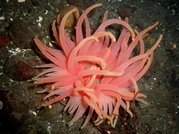 Crimson Anemone