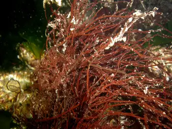 Succulent Seaweed