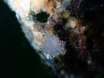 Bicolor Nudibranch