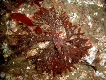 rose seaweed