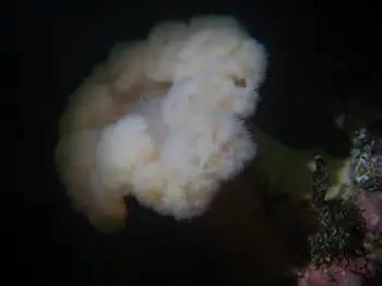 Metridium Anemone
