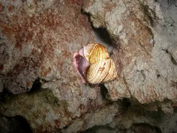 Dogwinkle Snail
