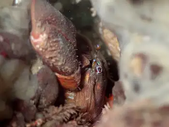 Porcelain Crab