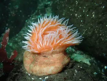 Swimming Anemone