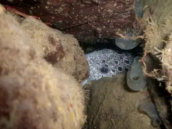 Wolf Eel