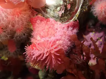 Brooding Anemone